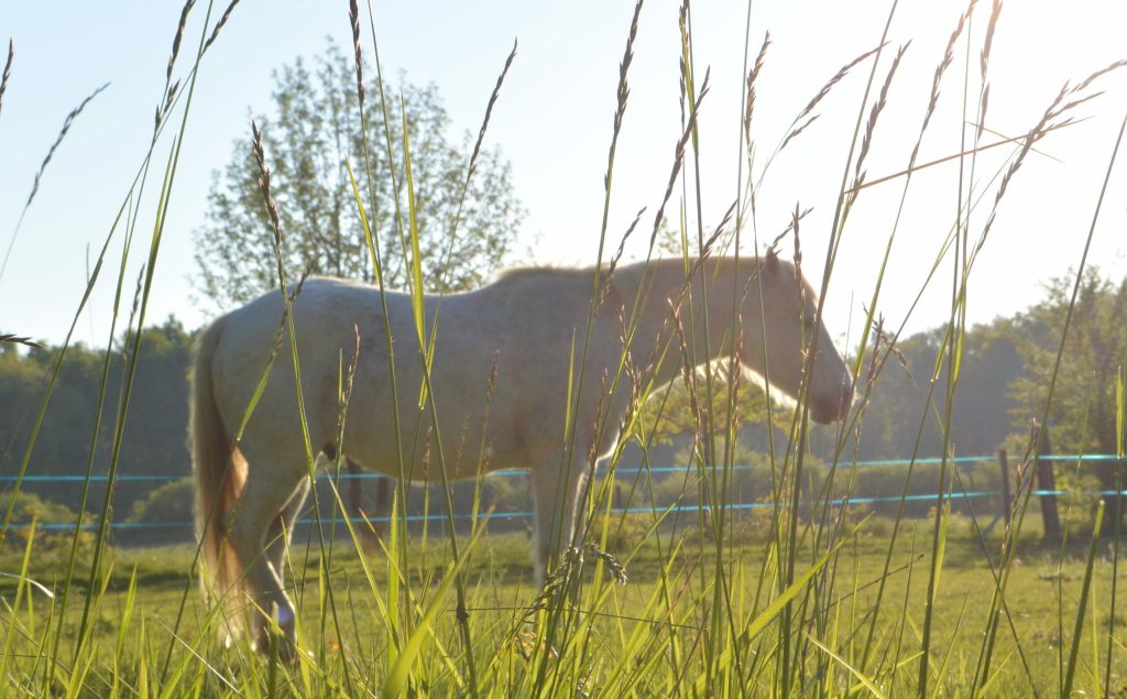 Albane Galinou Bervas thérapeute chevaux psychanalyste