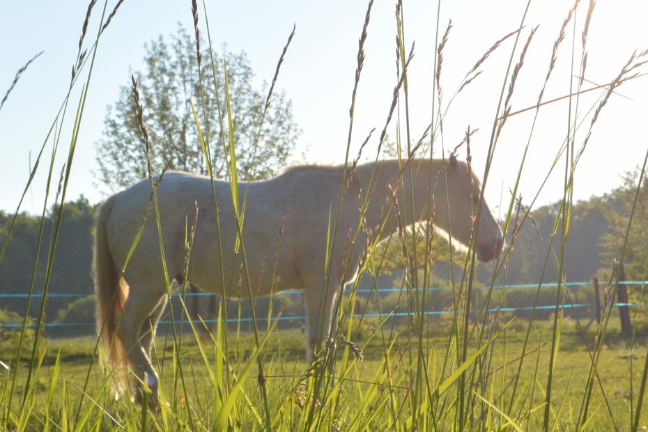 Albane Galinou Bervas comportementaliste équin psychanalyste