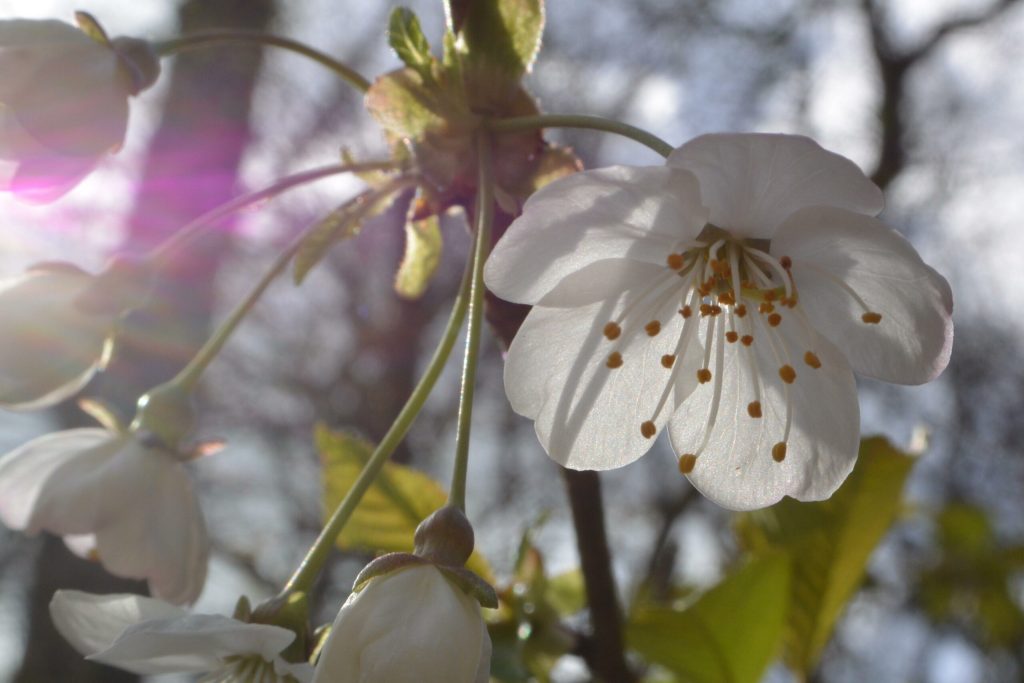 Albane Galinou Psychanalyste Bannière Accueil