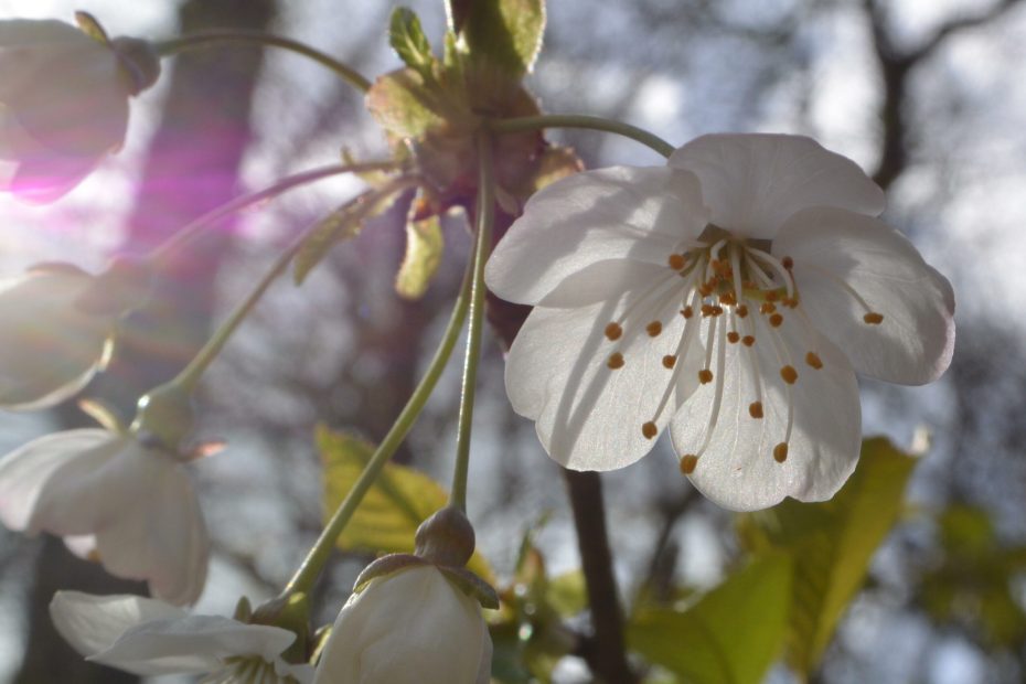 Albane Galinou Psychanalyste Bannière Accueil