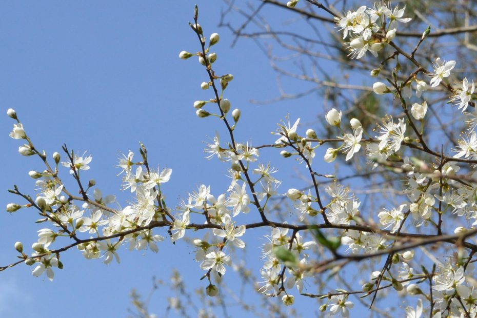 Albane Galinou Bervas Comportementaliste équin psychanalyste