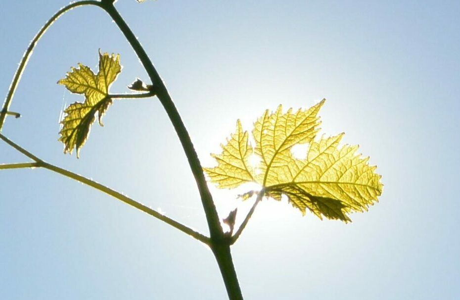 Albane Galinou Psychanalyste Comportementaliste équin Accueil
