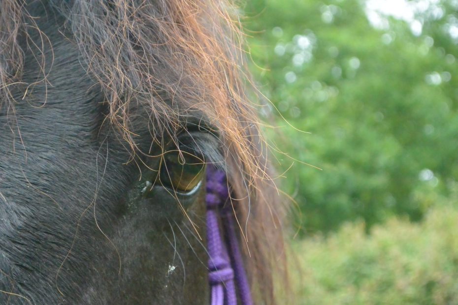 Albane Galinou Comportementaliste équin