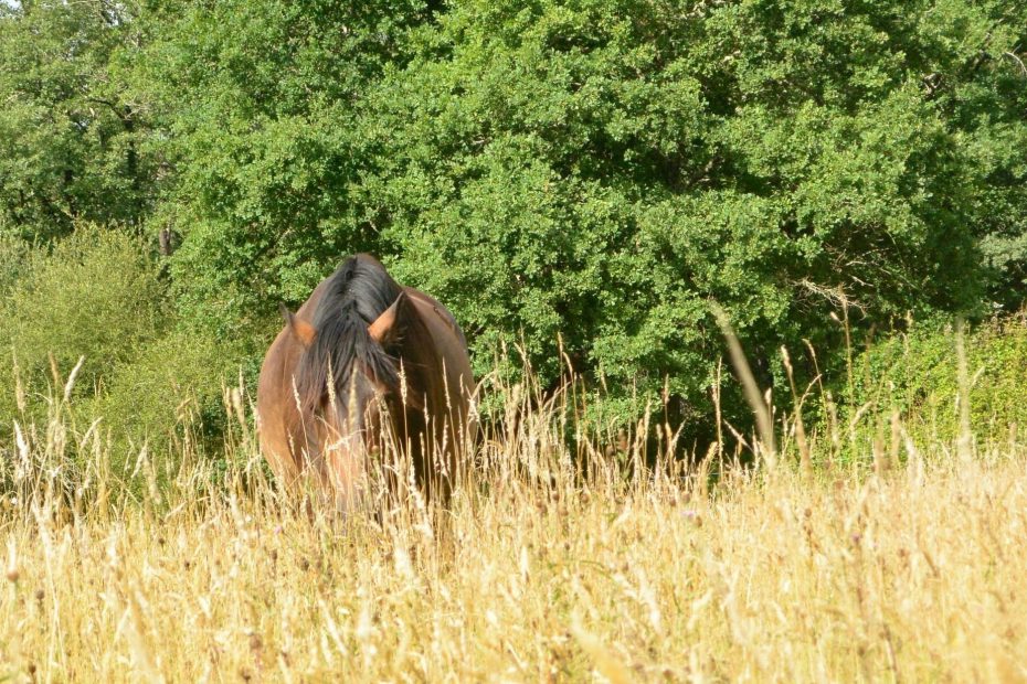 Albane Galinou Stages et ateliers