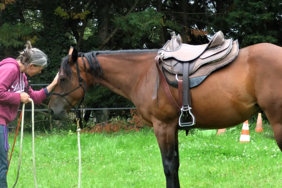 Albane Galinou Education du cheval