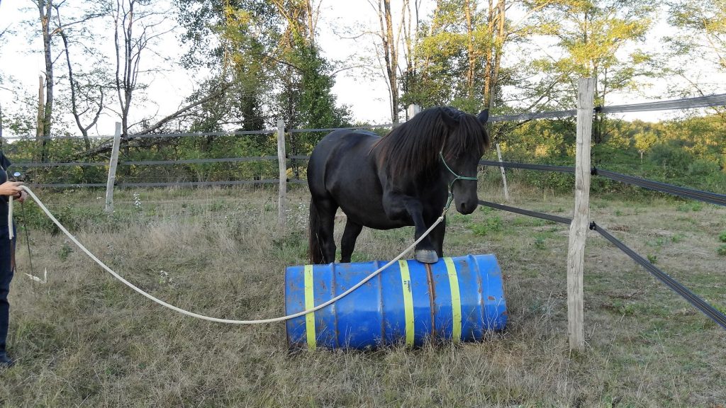 Albane Galinou Thérapeute accompagnée par les chevaux