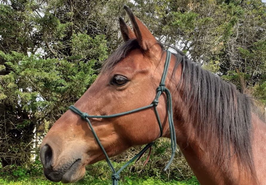 Albae Galinou La Voie du Cheval Jument cherche son humain-e!